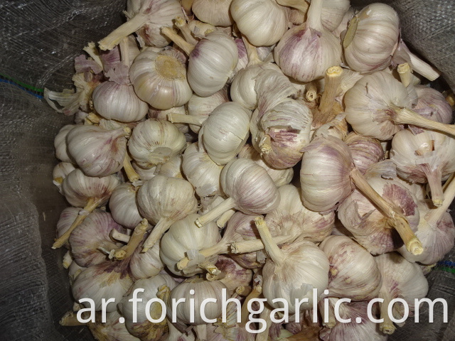 Fresh Garlic